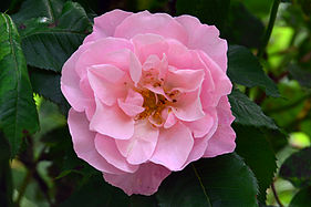 'Johanna Röpcke', Tantau 1931 'Dorothy Perkins' × 'Ophelia'