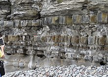 Joint spacing in mechanically stronger limestone beds shows increase with bed thickness, Lilstock Bay, Somerset Joint spacing varying with bed thickness.jpg