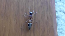 Japonya'da zıplayan örümcek (Myrmarachne elongata ).jpg