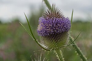 Dipsacus fullonum