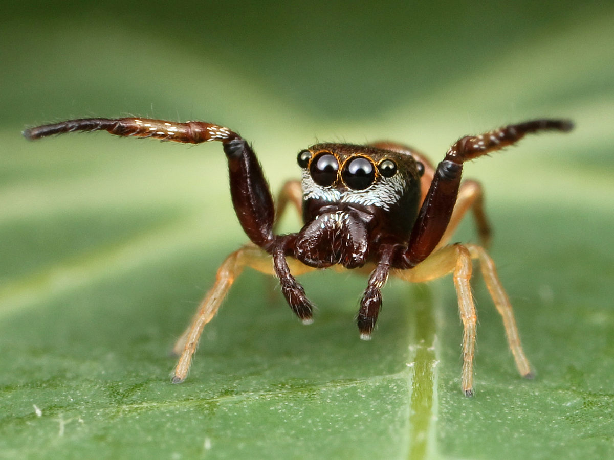 JUMPING SPIDER - Cambridge English Dictionary