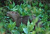 Capybara