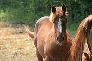 English: Horse in Karwieńskie Błoto Drugie. Polski: Koń we wsi Karwieńskie Błoto Drugie.