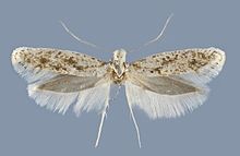 Kessleria klimeschi female.jpg