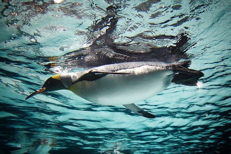 File:King Penguin in water Feb09.jpg