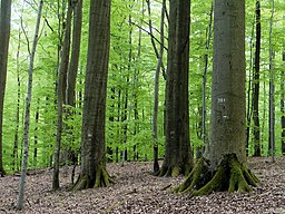 Naturwaldreservat Kleinengelein (Unterfranken): Der über Jahrzehnte als forstliches Anschauungsobjekt gepflegte Buchenaltbestand steht seit 2010 als N...