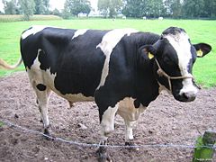 Vache domestique (Bos taurus, Bovidae)