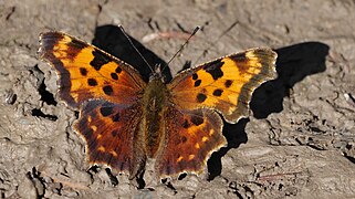 福钩蛱蝶 Polygonia faunus