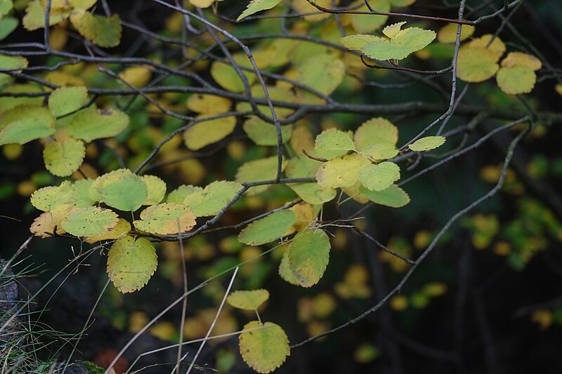 File:Korina 2016-10-15 Amelanchier alnifolia.jpg