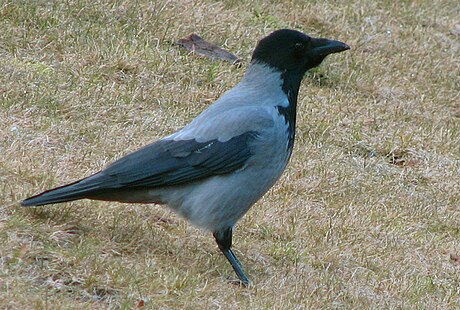 Corvus cornix