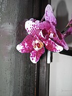 Orchidaceae