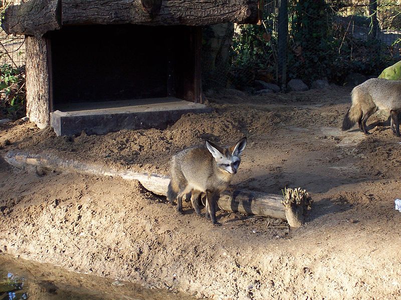 File:Löffelhund - Zoo Krefeld.JPG