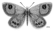 Argyrophenga antipodum illustrated by Des Helmore LEPI Nymphalidae Argyrophenga antipodum.png