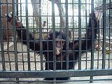 Chimpanzee (Pan troglodytes) at Lahore Zoo, Pakistan