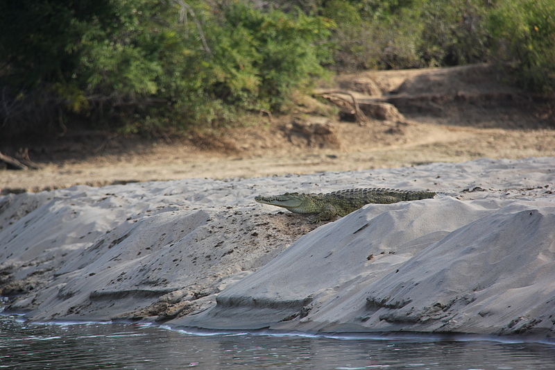 File:Laika ac Crocodile (9859243905).jpg