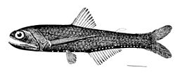 Lampanyctus alatus