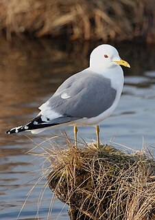Short-billed gull