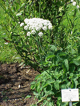 Plačialapis begalis (Laserpitium latifolium)