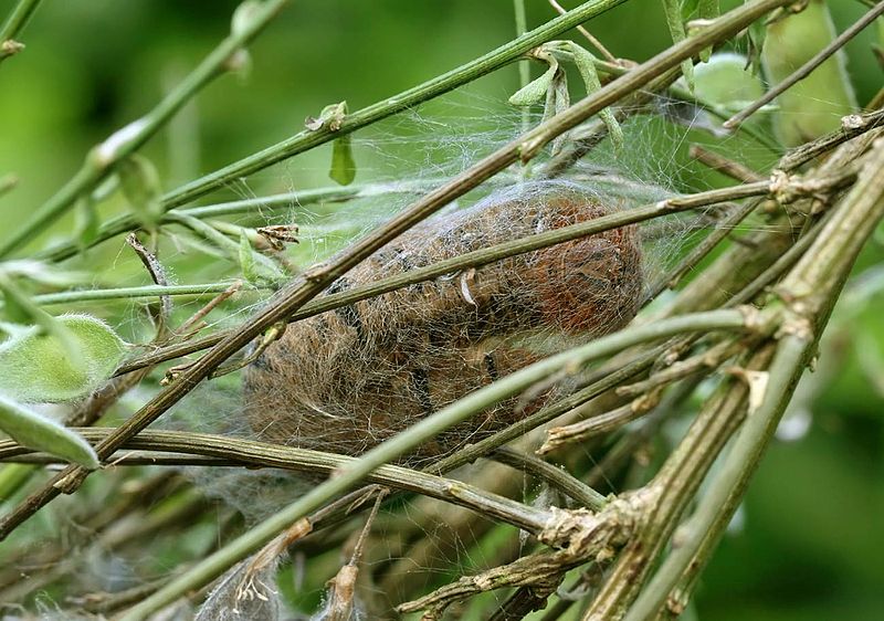 File:Lasiocampa quercus - cocoon A - 02 - making its cocoon.jpg