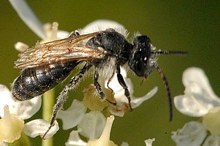 <i>Lasioglossum zonulum</i>