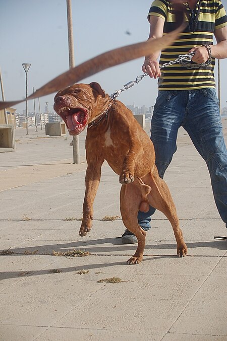 Leashed pitbull, lunging.jpg