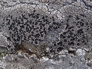 <i>Lecidea lapicida</i> Species of lichen