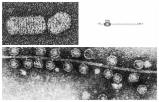 <i>Lenarviricota</i> Phylum of viruses