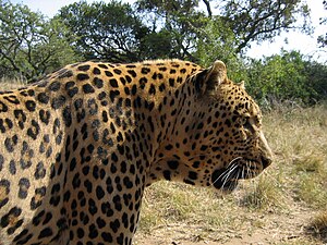 Parque Nacional Kruger: Historia, Clima, Notas