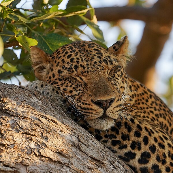 File:Leopard Sleeping Head Luangwa Zambia Jul23 A7C 05759.jpg