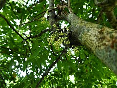 Flower buds, about 2 mm diameter