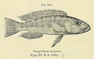 <i>Lepidiolamprologus elongatus</i>