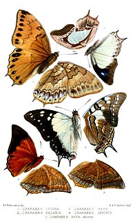 Charaxinae Subfamily of butterfly family Nymphalidae