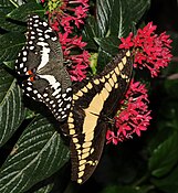 Papilio demodocus et Papilio cresphontes sur des fleurs.