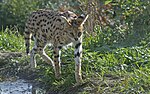 Leptailurus serval - ausgewachsener Serval.jpg