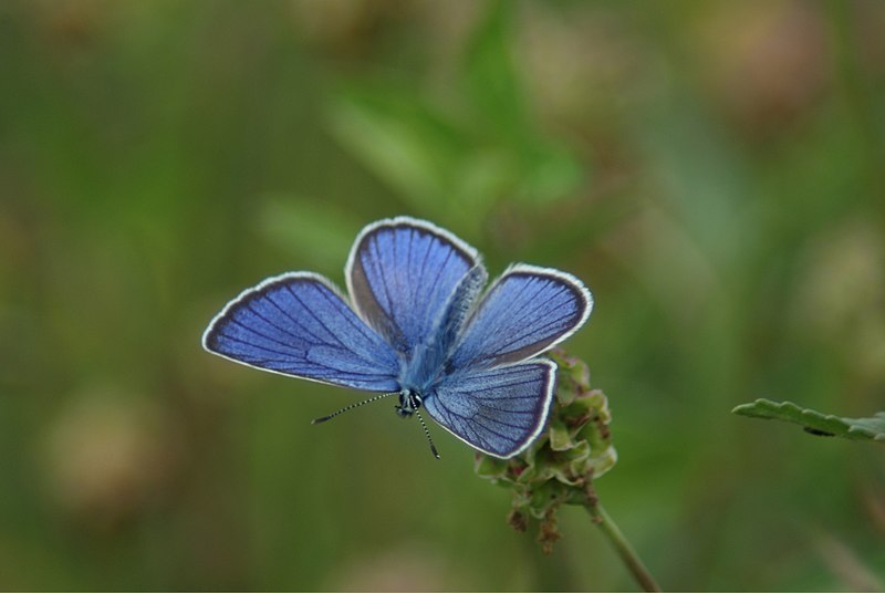 File:Leptir - Butterflies (9) (5801368293).jpg