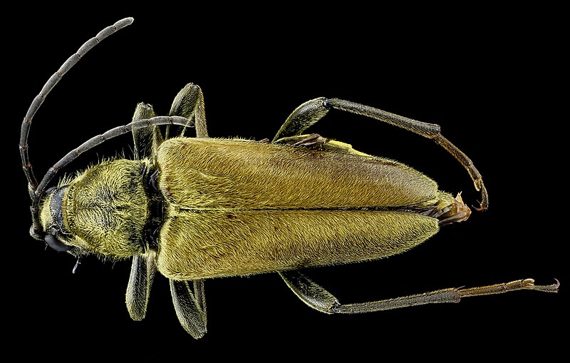 File:Lepturinae?, Beetle 2013-02-21-14.04.06 ZS PMax (8495996193).jpg