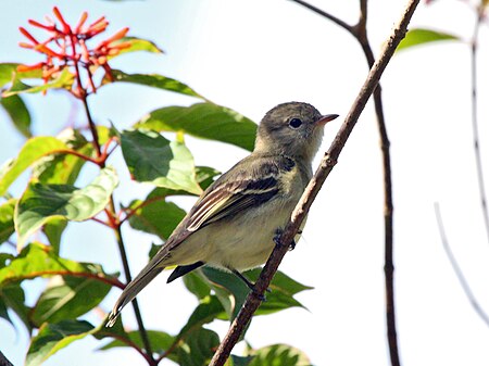 Elaenia chiriquensis