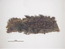 Lichenophanes fasciculatus.jpg