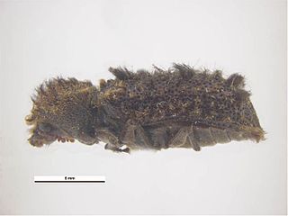 <i>Lichenophanes fasciculatus</i> Species of beetle