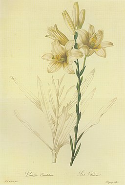 Lilium candidum in Les liliacees