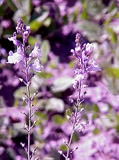 <center>Linaria maroccana</center>