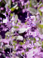 Moroccan Toadflax (Linaria maroccana)