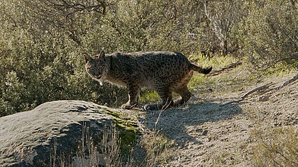 Iberian lynx