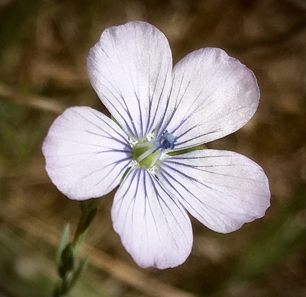 File:Linum bienne SLO coast.jpg