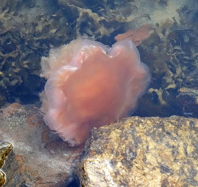 File:Lion's mane jellyfish in star formation.jpg
