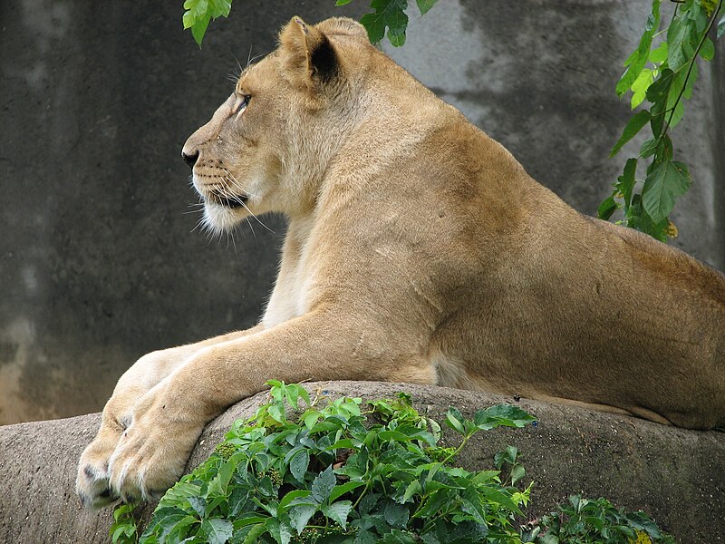 File:Lioness Image 001.jpg