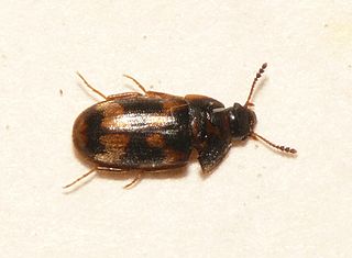 <i>Litargus connexus</i>