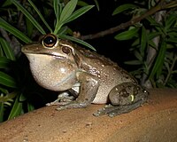 Litoria moorei