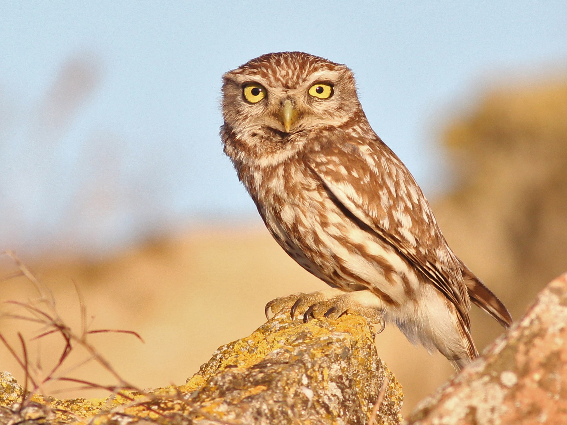 1920px-Little_Owl_Spain.jpg