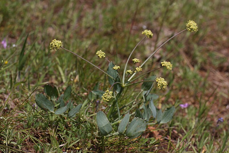 File:Lomatium nudicaule 3642.JPG